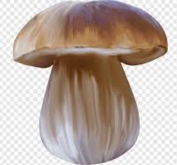 Съедобный гриб Лекарственные грибы Книга Медицины, гриб, медицина, грива,  клипарт png | PNGWing